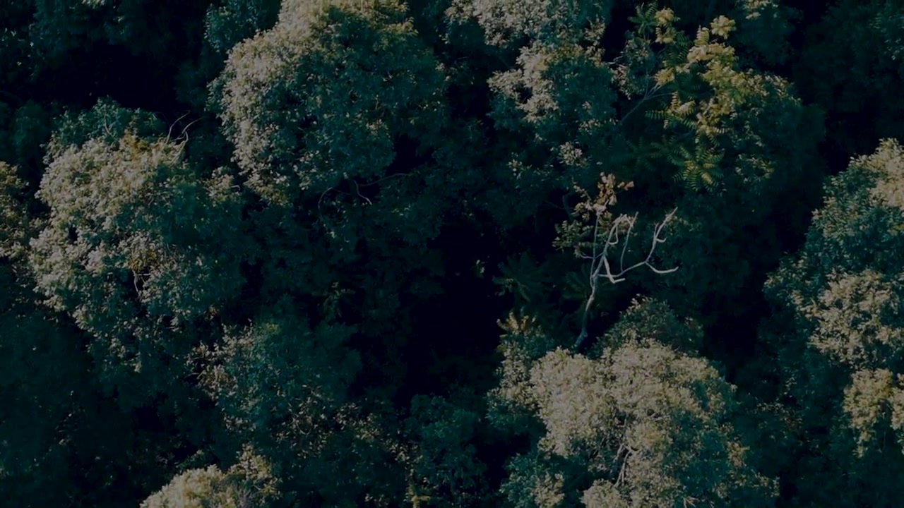 FIT Club forest